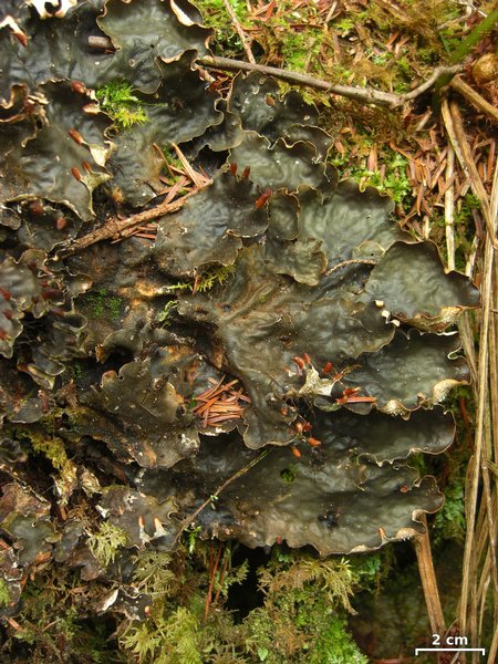 Peltigera neopolydactyla