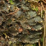 Peltigera neopolydactyla