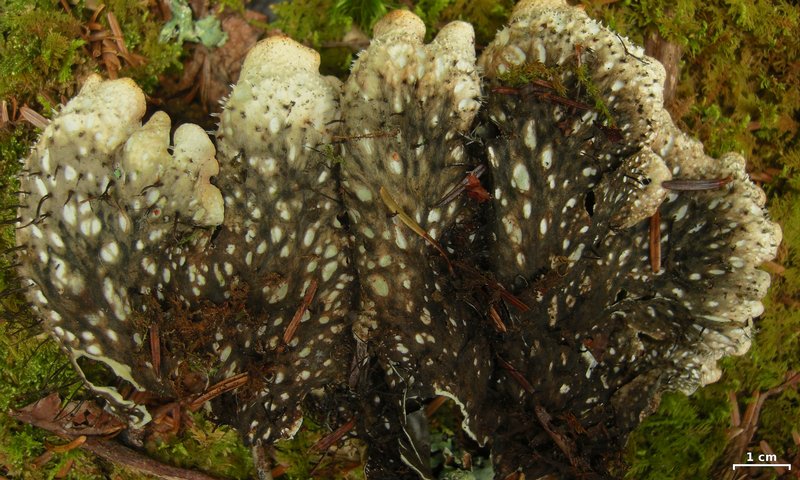 Peltigera neopolydactyla