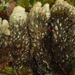 Peltigera neopolydactyla