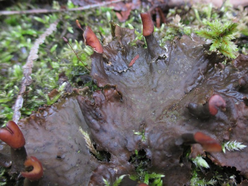 Peltigera neopolydactyla