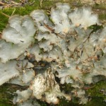 Peltigera neopolydactyla