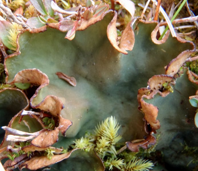 Peltigera occidentalis