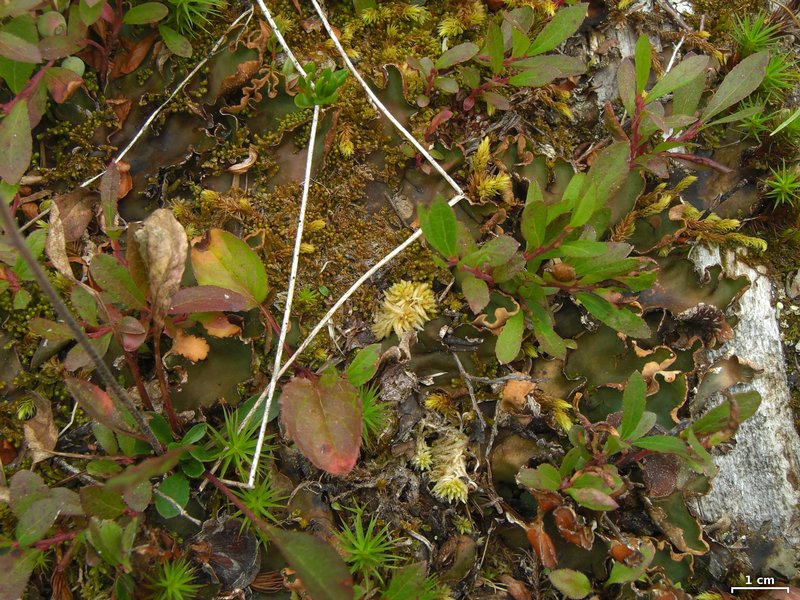 Peltigera occidentalis