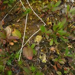 Peltigera occidentalis