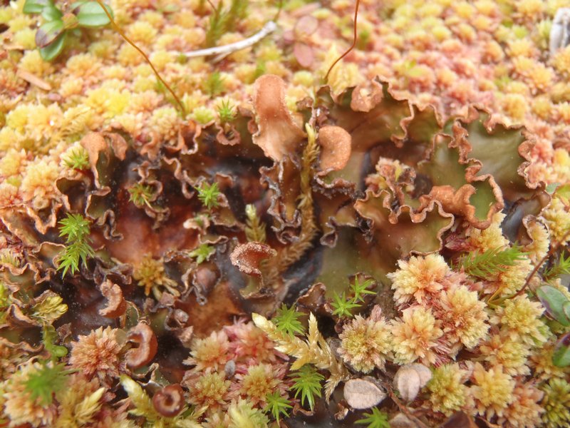 Peltigera occidentalis