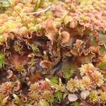 Peltigera occidentalis