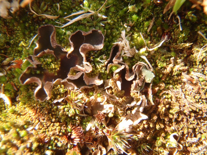 Peltigera occidentalis
