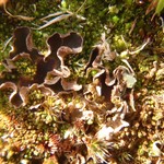 Peltigera occidentalis