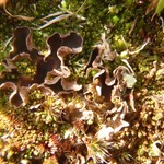 Peltigera occidentalis