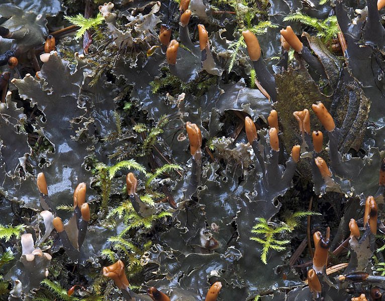 Peltigera pacifica