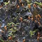 Peltigera pacifica