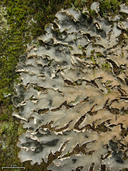 Peltigera pacifica