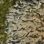 Peltigera pacifica