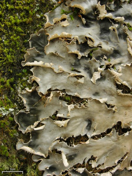 Peltigera pacifica