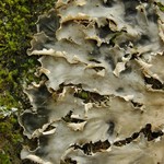 Peltigera pacifica