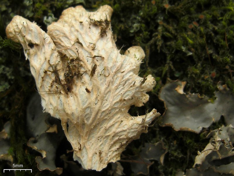 Peltigera pacifica