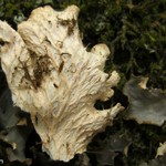 Peltigera pacifica