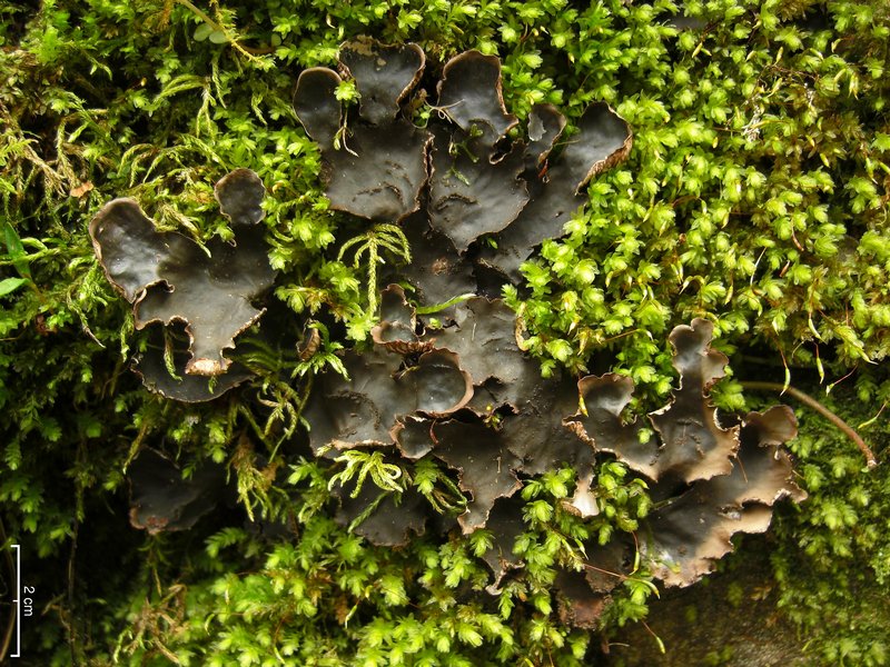 Peltigera phyllidiosa