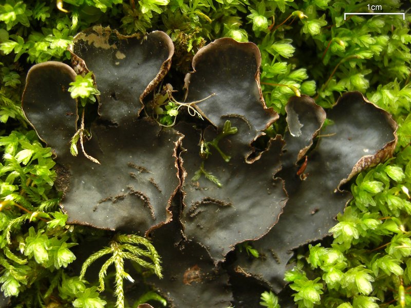 Peltigera phyllidiosa