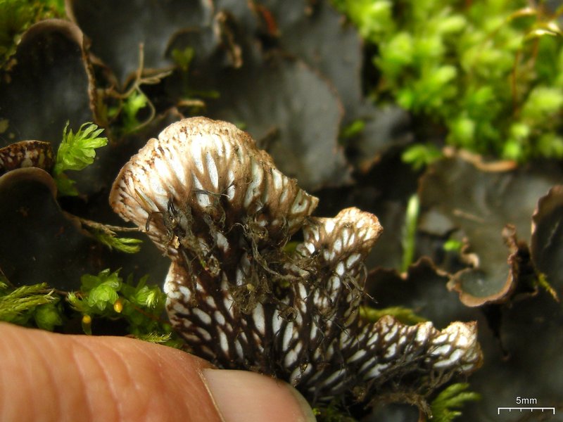 Peltigera phyllidiosa