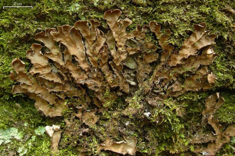 Peltigera phyllidiosa