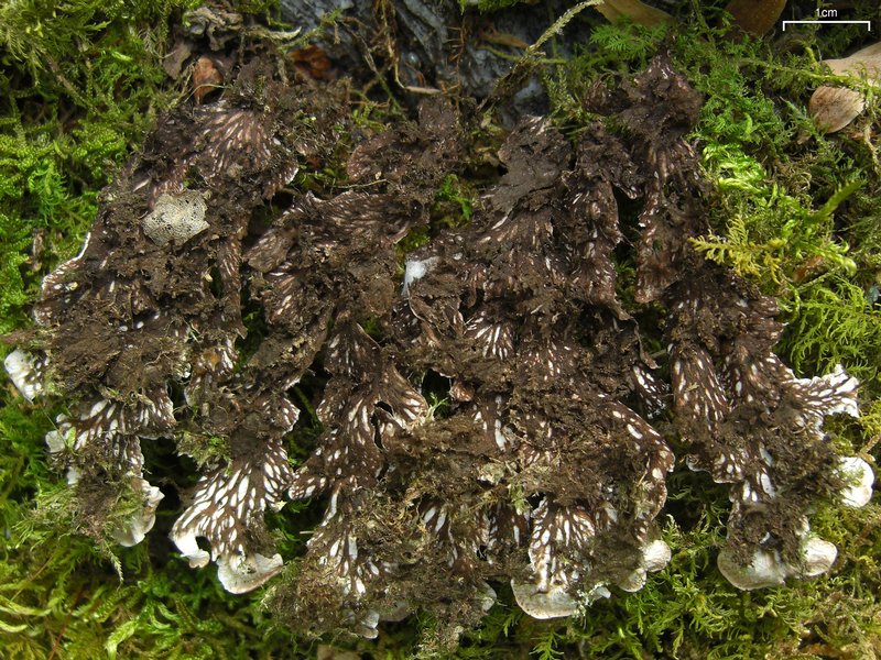 Peltigera phyllidiosa