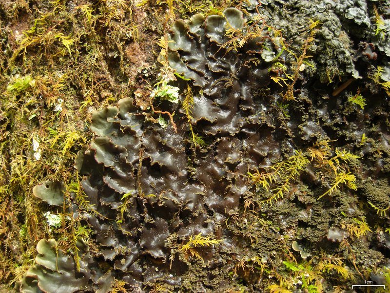 Peltigera phyllidiosa