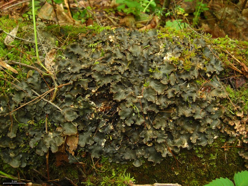 Peltigera phyllidiosa