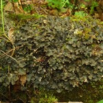 Peltigera phyllidiosa