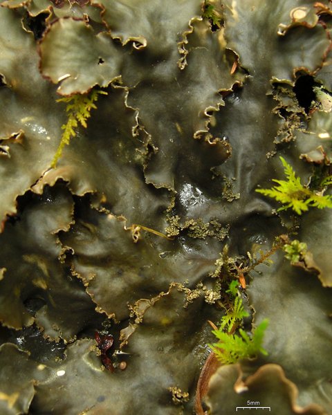 Peltigera phyllidiosa