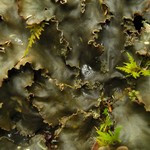 Peltigera phyllidiosa