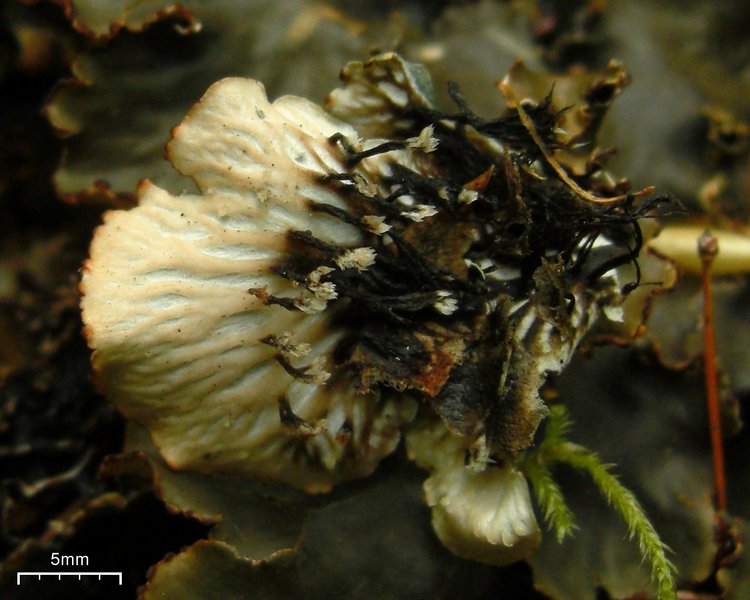 Peltigera phyllidiosa