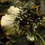 Peltigera phyllidiosa