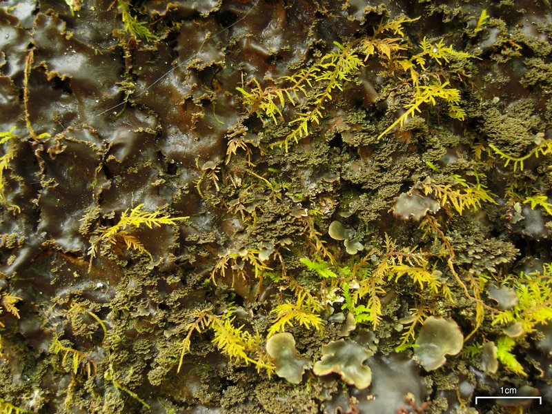 Peltigera phyllidiosa