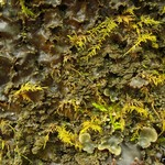 Peltigera phyllidiosa