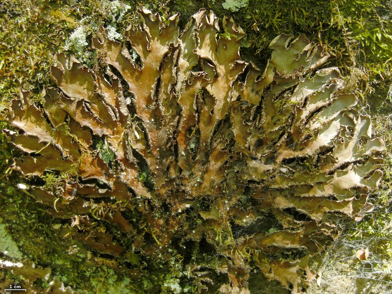 Peltigera phyllidiosa