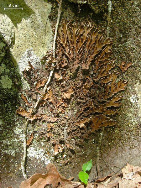 Peltigera phyllidiosa