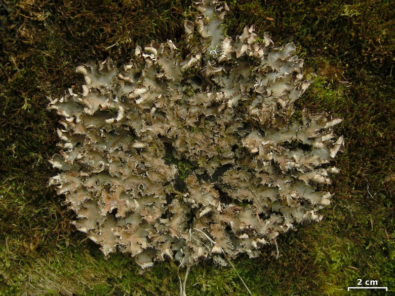 Peltigera phyllidiosa