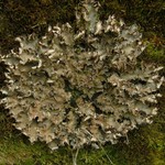 Peltigera phyllidiosa