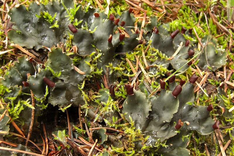Peltigera polydactylon