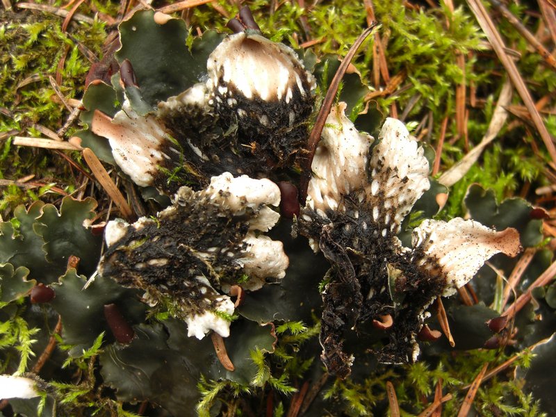 Peltigera polydactylon