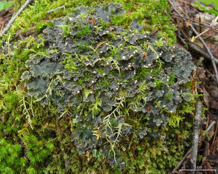 Peltigera polydactylon