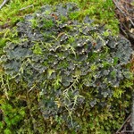 Peltigera polydactylon