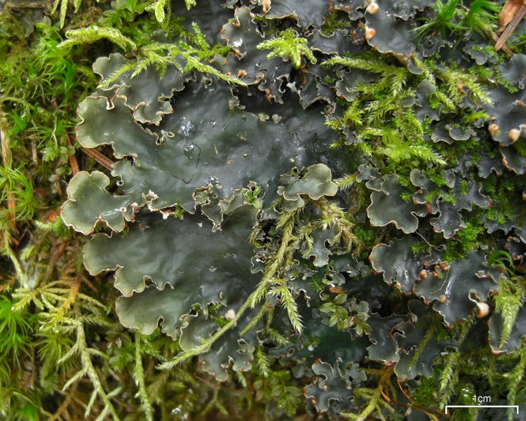 Peltigera polydactylon
