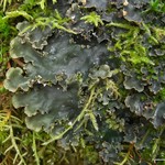 Peltigera polydactylon