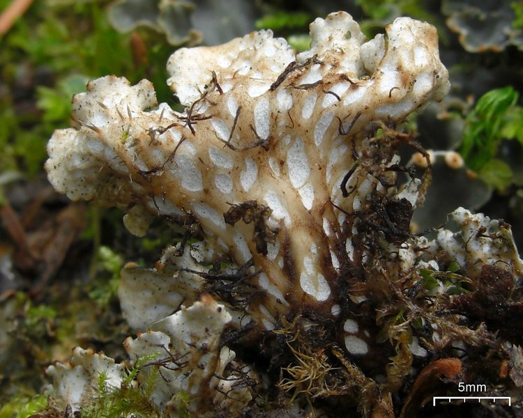 Peltigera polydactylon