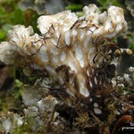 Peltigera polydactylon