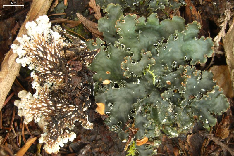 Peltigera polydactylon