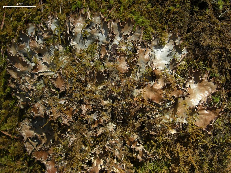Peltigera polydactylon